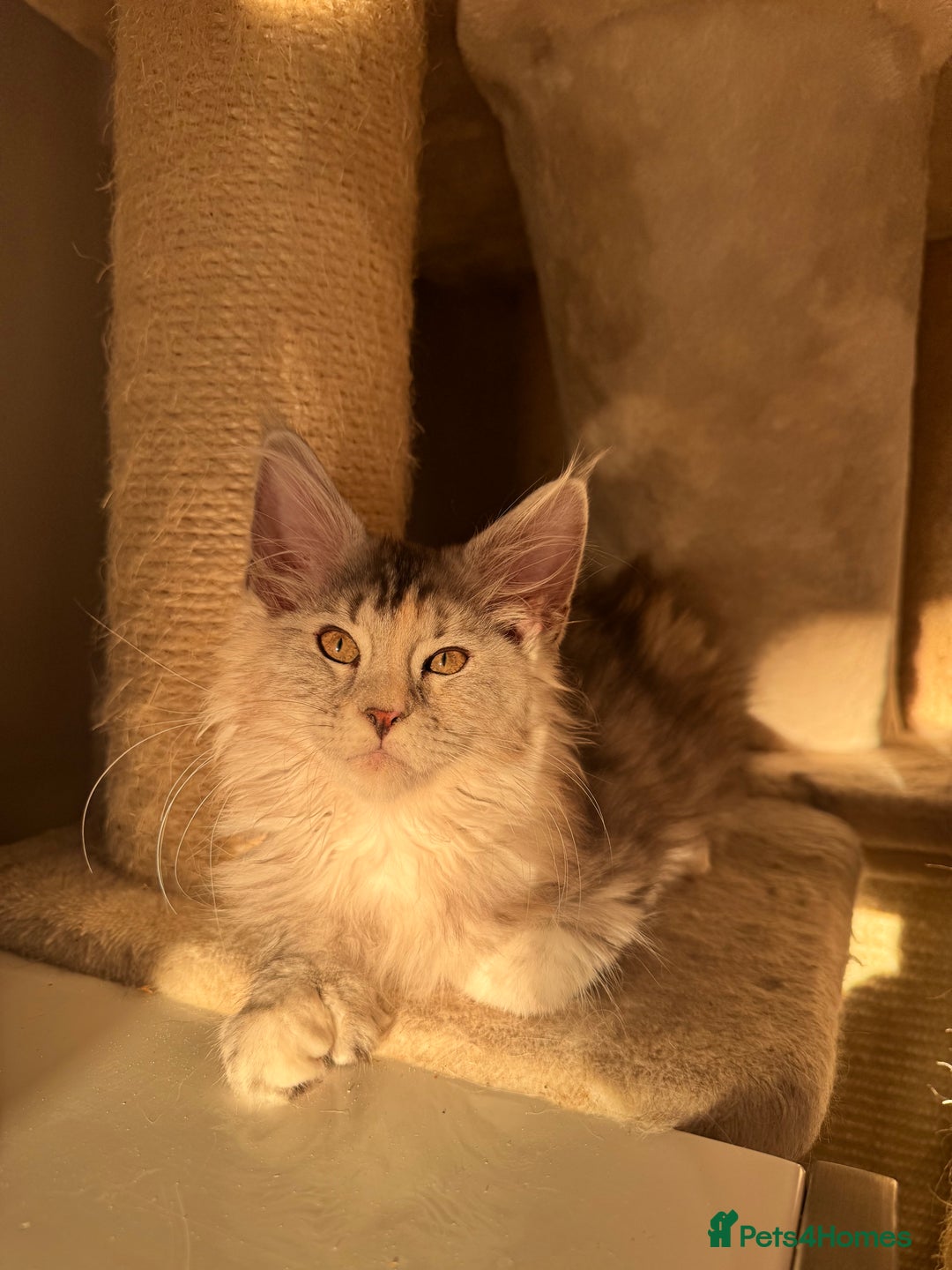 Maine Coon cats for sale: Maine coon polydactyl kittens DNA clear  - Image 20