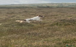 Irish Setter dogs for sale: 17 month old Irish Red & White Male Setter - Image 8