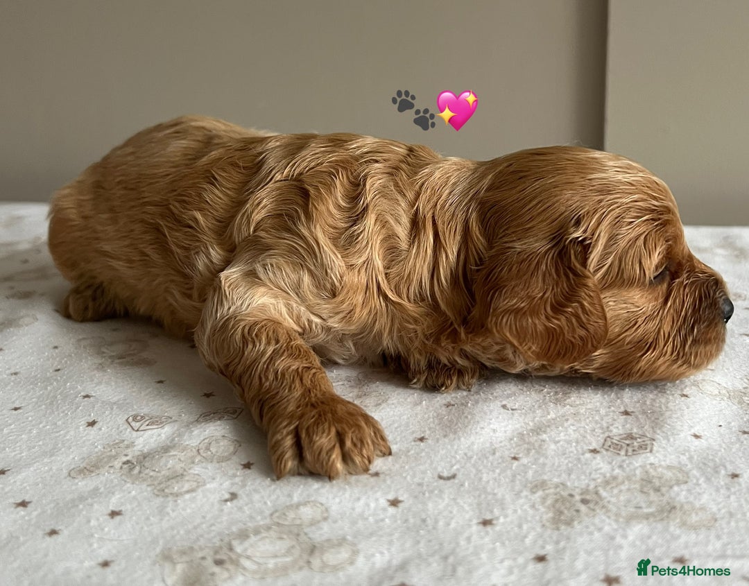 Cavapoo dogs for sale: Fully health tested Cavapoo 🐾🐶 - Image 25
