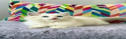 Ragdoll cats for sale: TICA registered ragdoll kittens from champions - Advert 19