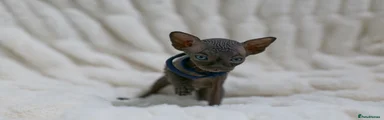 Blue boy