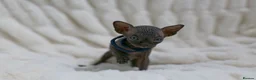 Sphynx cats for sale: Lovely Sphynx Kittens available - Advert 13