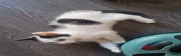 Mixed Breed cats for sale: Black and white male kitten  - Advert 3