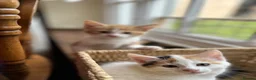 Mixed Breed cats for sale: Lovely, friendly kittens - Advert 11