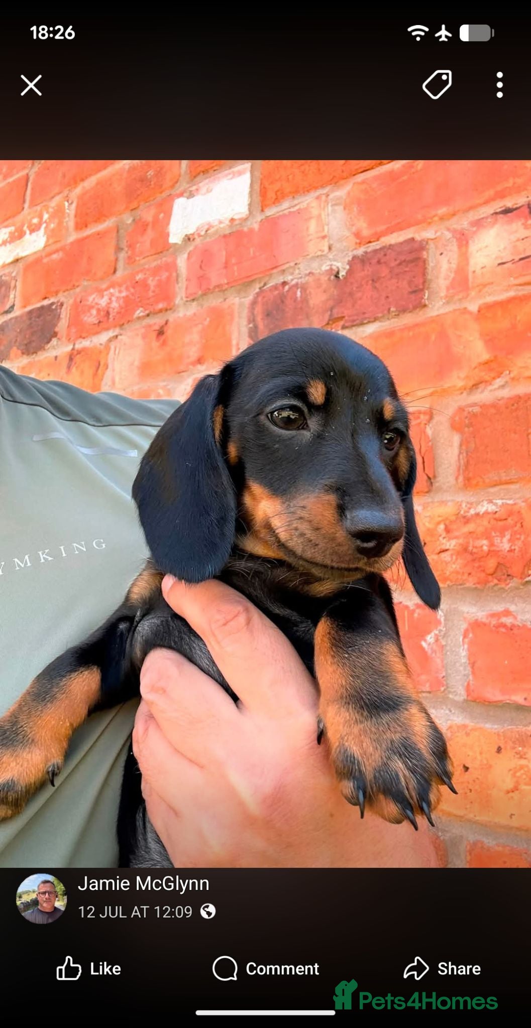 Dachshund dogs last girl ready for her forever home  - Advert 3