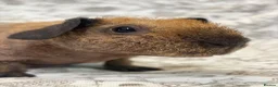 Guinea Pig rodents for sale: Skinny pig, werewolf and Baldwin youngsters/babies - Advert 16