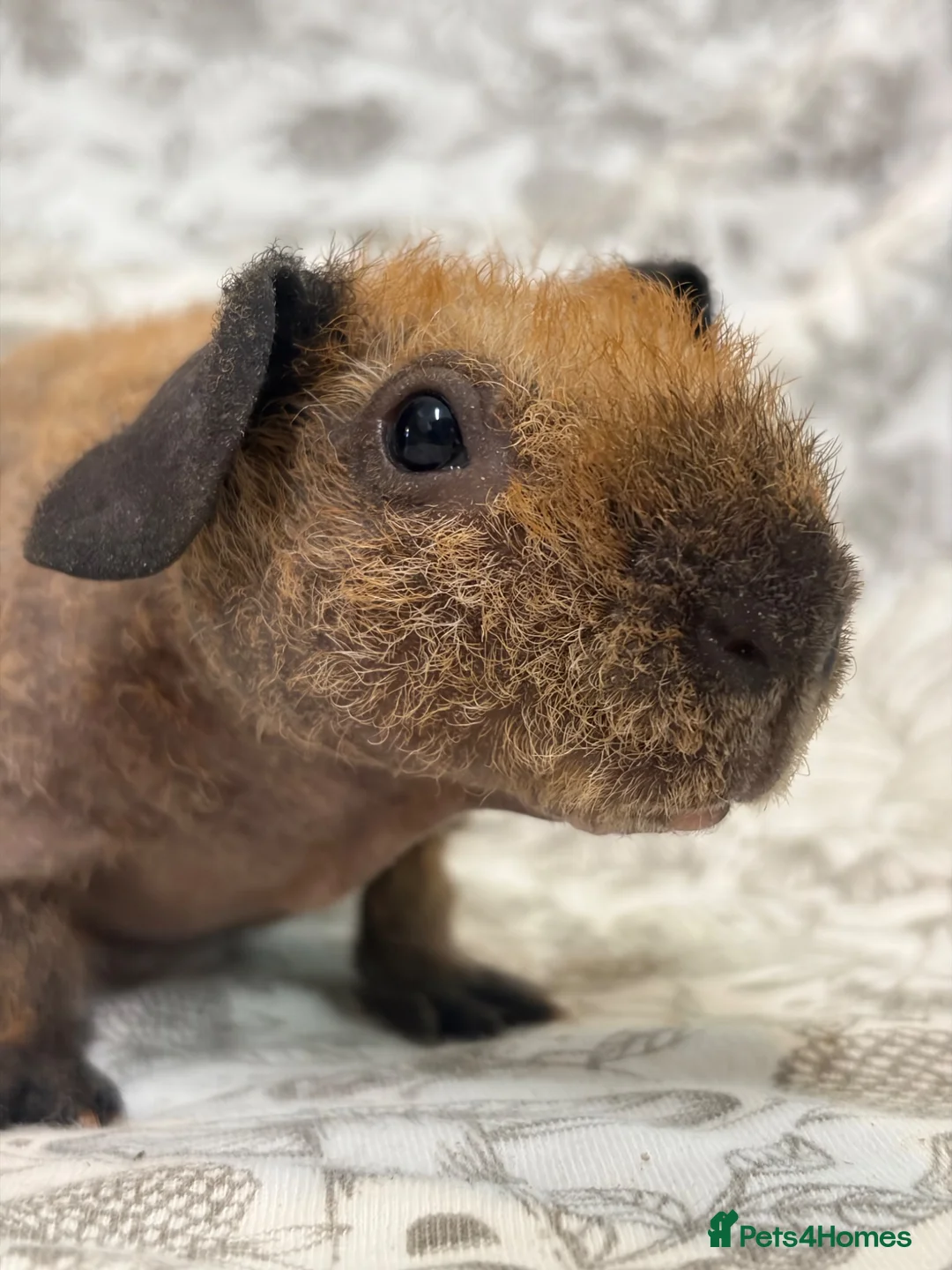 Guinea Pig rodents for sale: Skinny pig, werewolf and Baldwin youngsters/babies - Advert 16