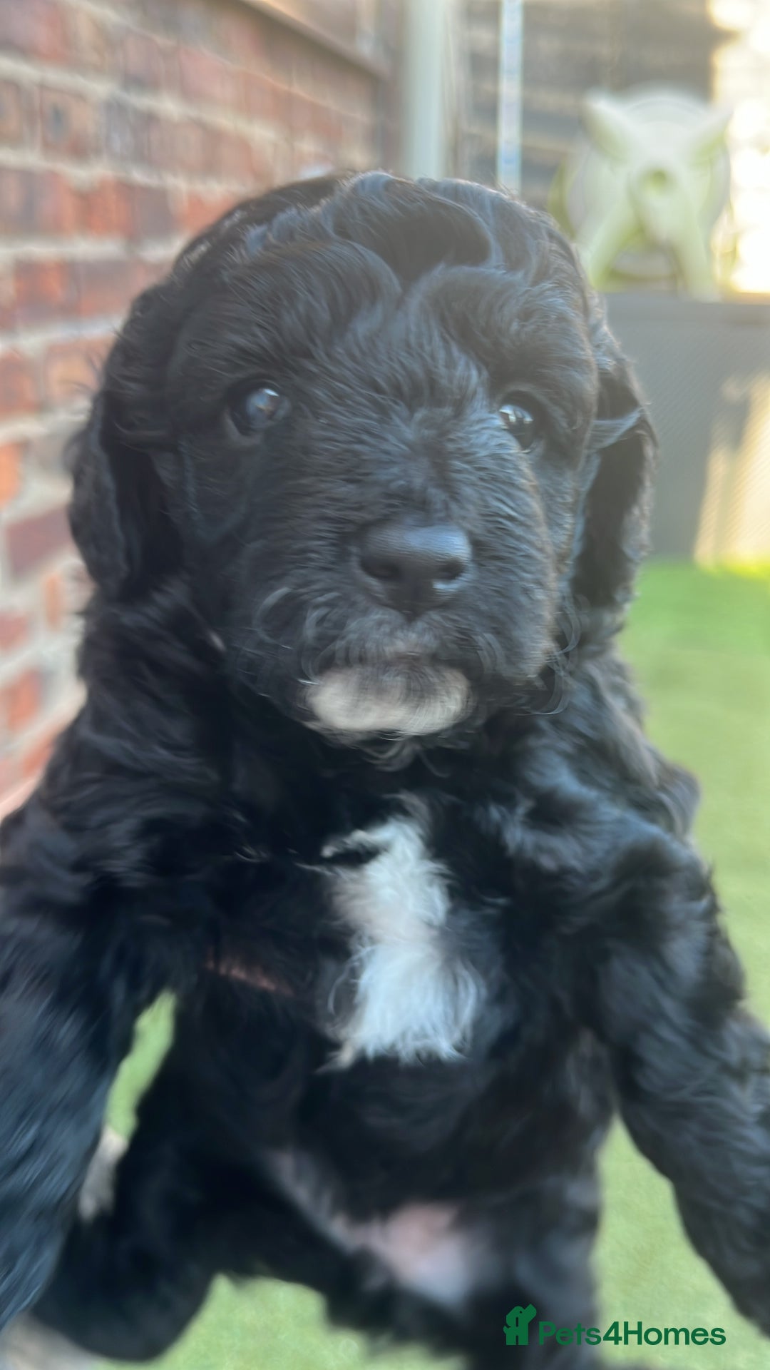 Yorkiepoo dogs for sale: Yorkiepoo cockapoo  - Image 6