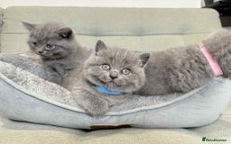 British Shorthair cats for sale: Chunky British Shorthair Blue Kittens 🐱💙 - Image 10