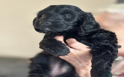 Cockapoo dogs for sale: Licensed Breeder for peace of mind  - Image 14