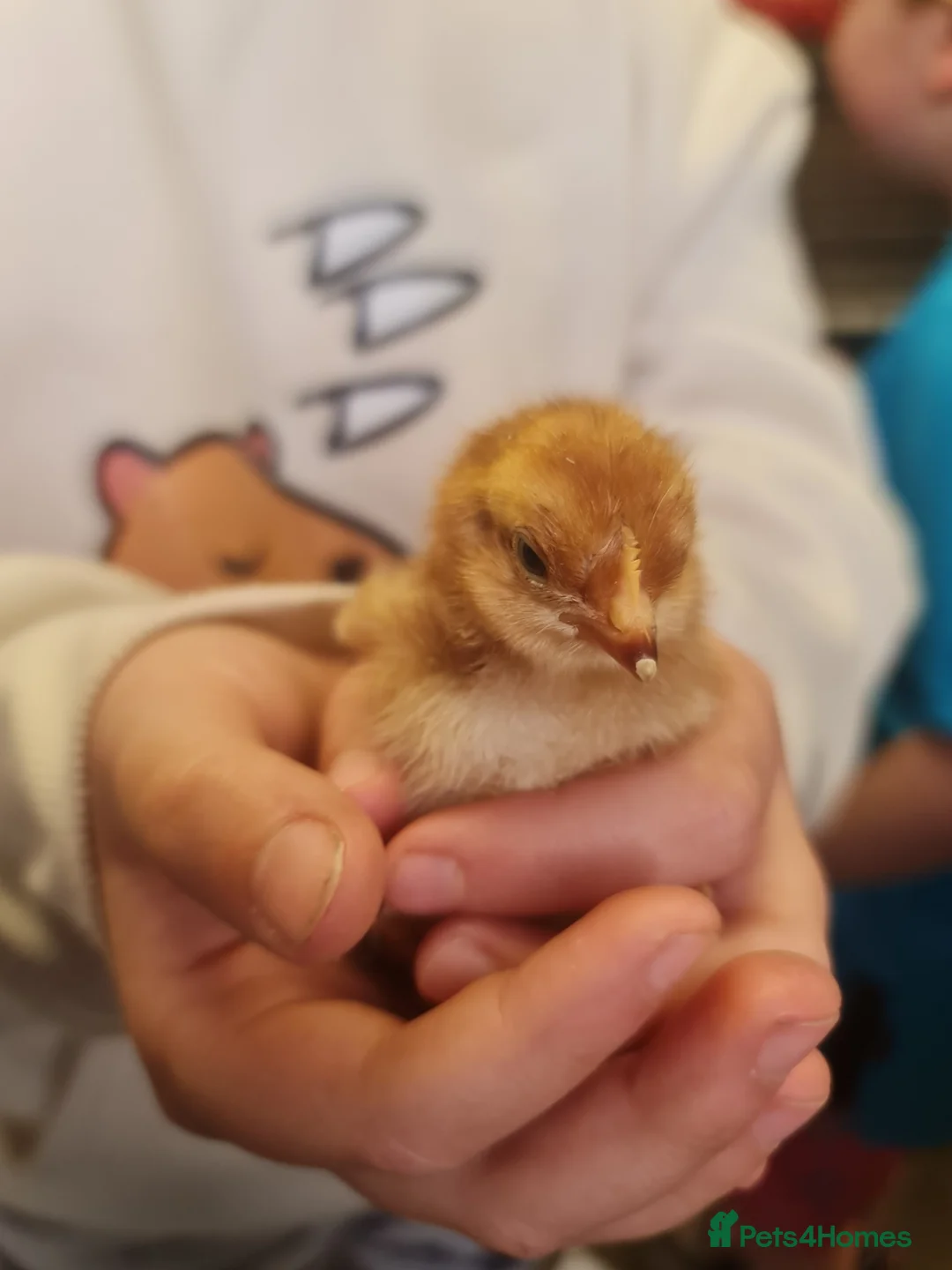 Chickens poultry for sale: Mixed chicks and ducklings  in Belper - Advert 7