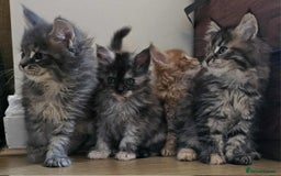 Maine Coon cats for sale: XXL Champion Line Maine Coons – Rare, Very Fluffy! - Advert 20
