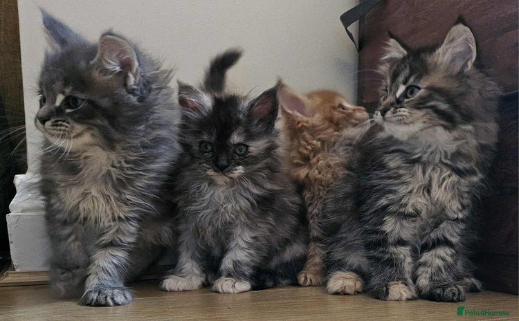 Maine Coon cats - Advert 5