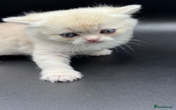 British Shorthair cats for sale: BSH GCCF GOLDEN AND BLUE KITTENS  - Image 13