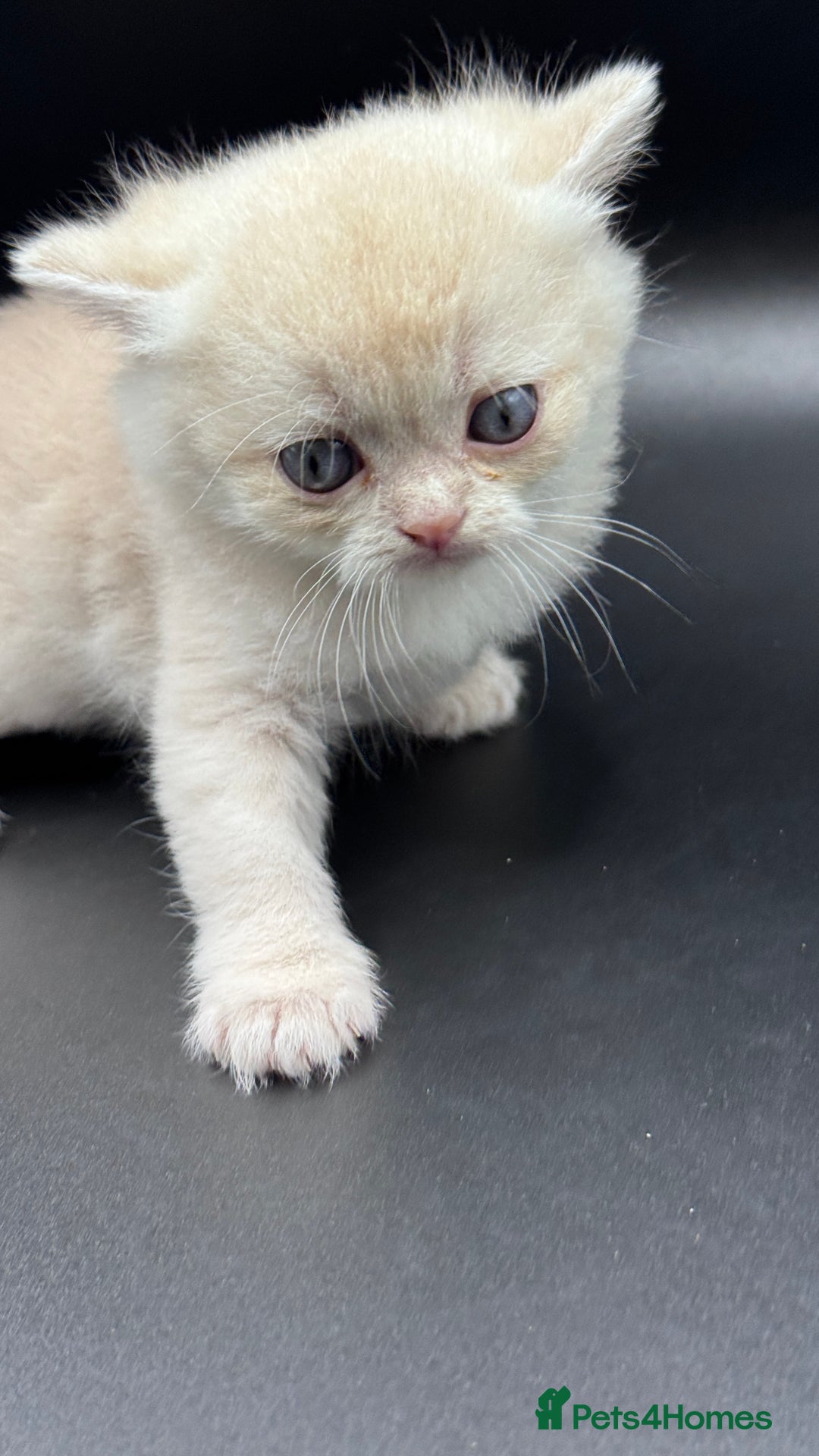 British Shorthair cats for sale: BSH GCCF GOLDEN AND BLUE KITTENS  - Image 13