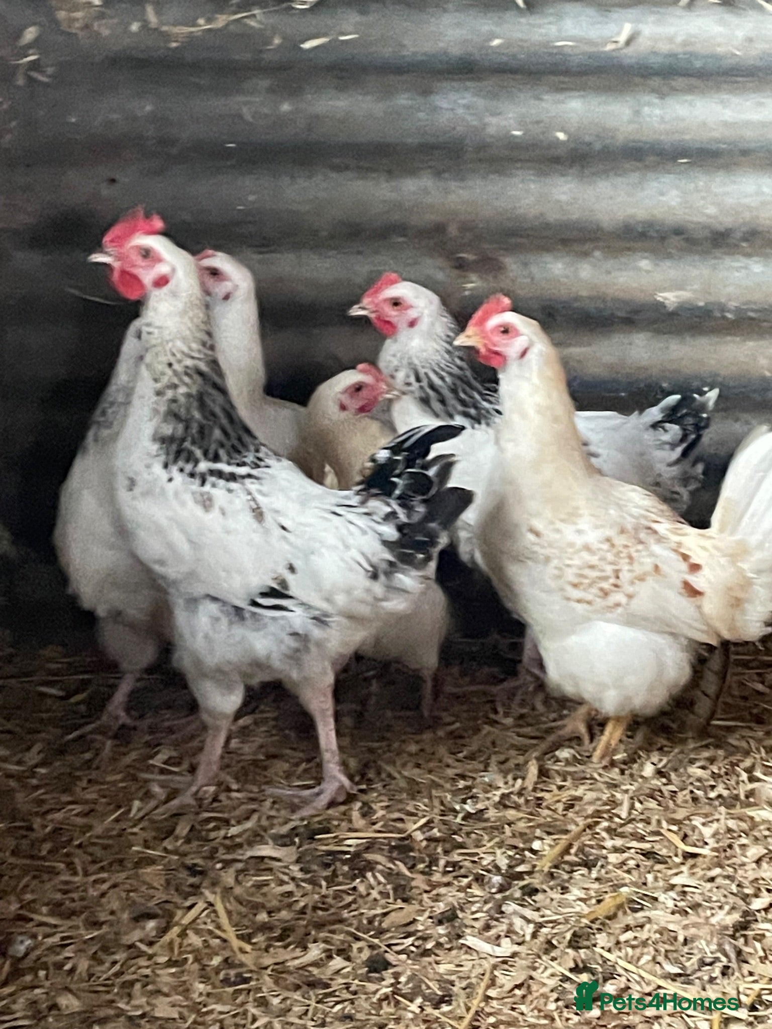 Hens poultry Light Sussex pure and crossed - Advert 4
