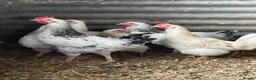 Hens poultry for sale: Light Sussex pure and crossed - Advert 1