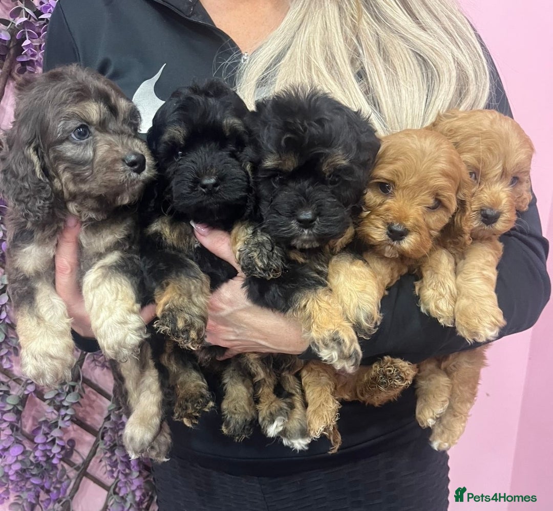 Cavapoo dogs for sale: Cavapoos f1 boys and girls  - Advert 2