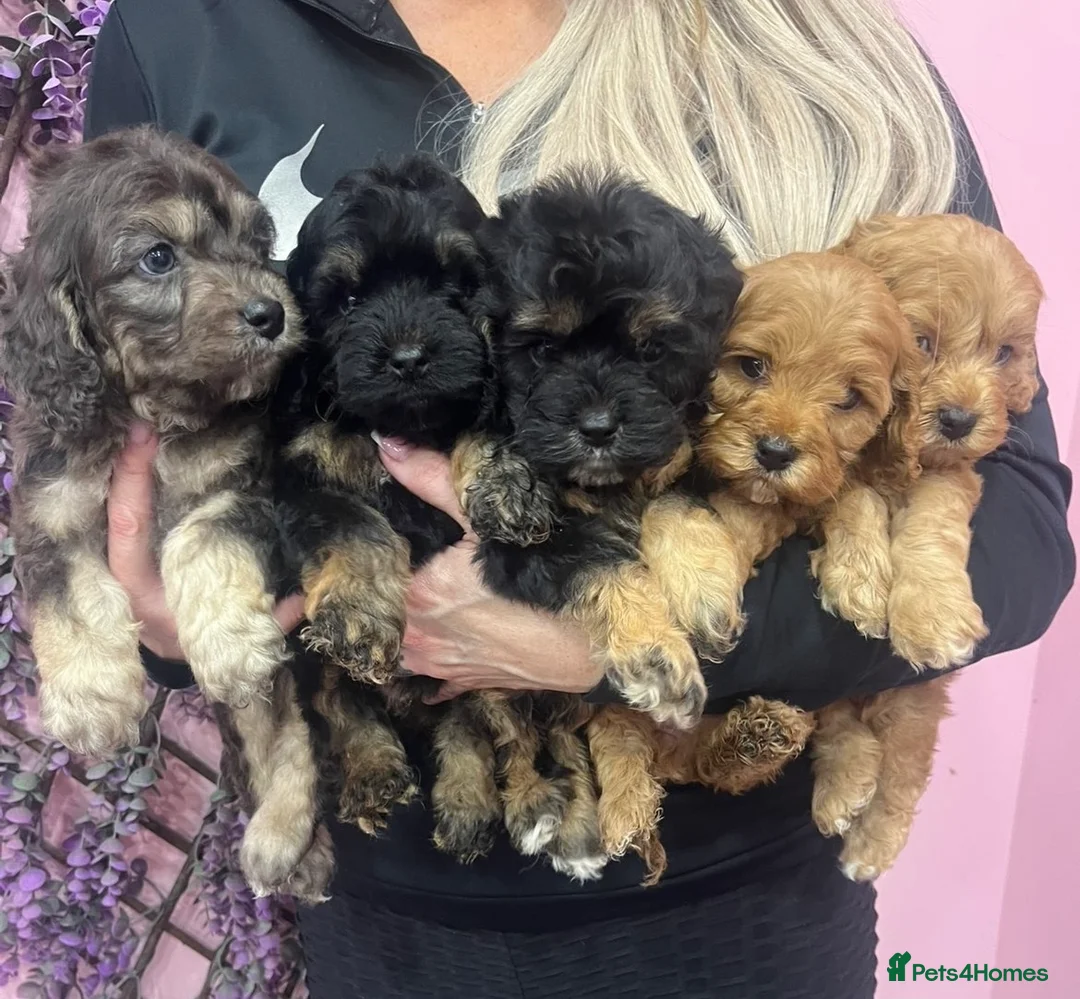 Cavapoo dogs for sale: Cavapoos f1 boys and girls  - Advert 3