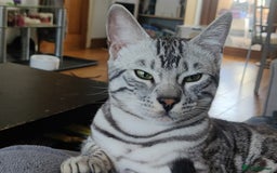 Bengal cats for sale: Tica Active silver Bengal boy for sale  - Image 5