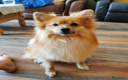 German Spitz dogs for stud: German spits  - Image 3