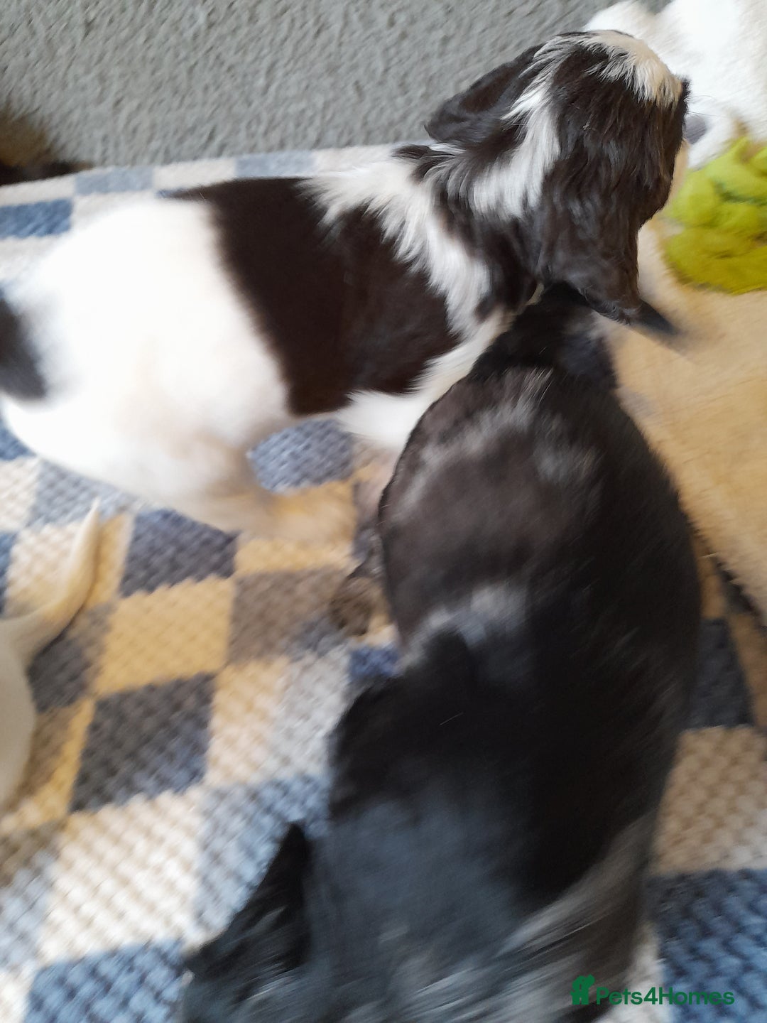 Sproodle dogs for sale: Gorgeous Sproodle pups. - Advert 8