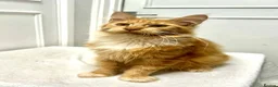 Maine Coon cats for sale: Stunning Red Maine Coon Kitten – TICA Registered  - Advert 4