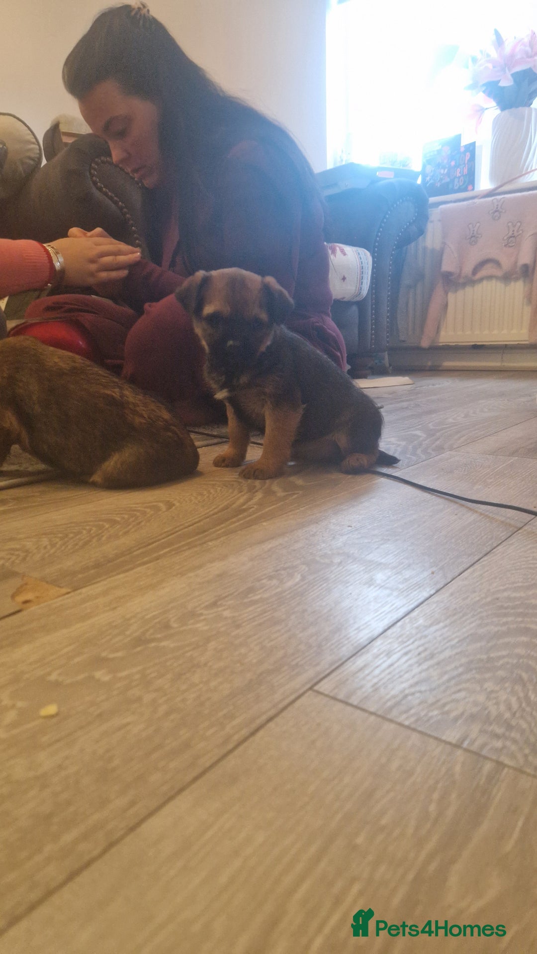 Border Terrier dogs for sale: 2 excellent show quality border terrier dog pups - Advert 6
