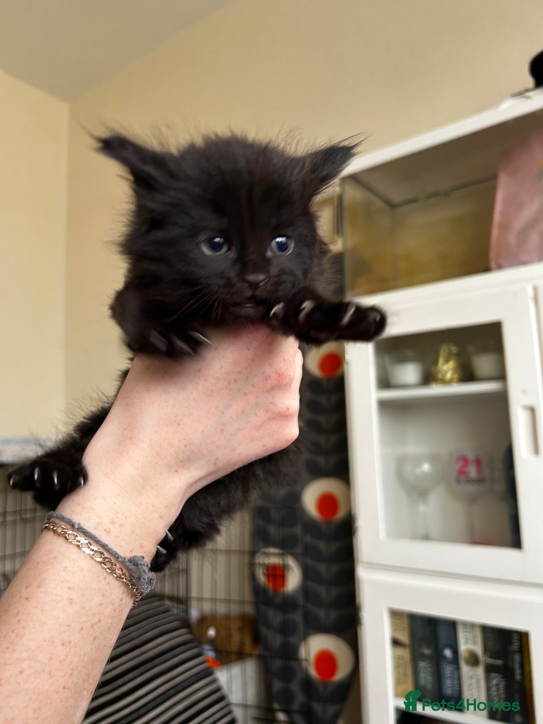 Maine Coon cats for sale: Black smoked boy  - Image 18