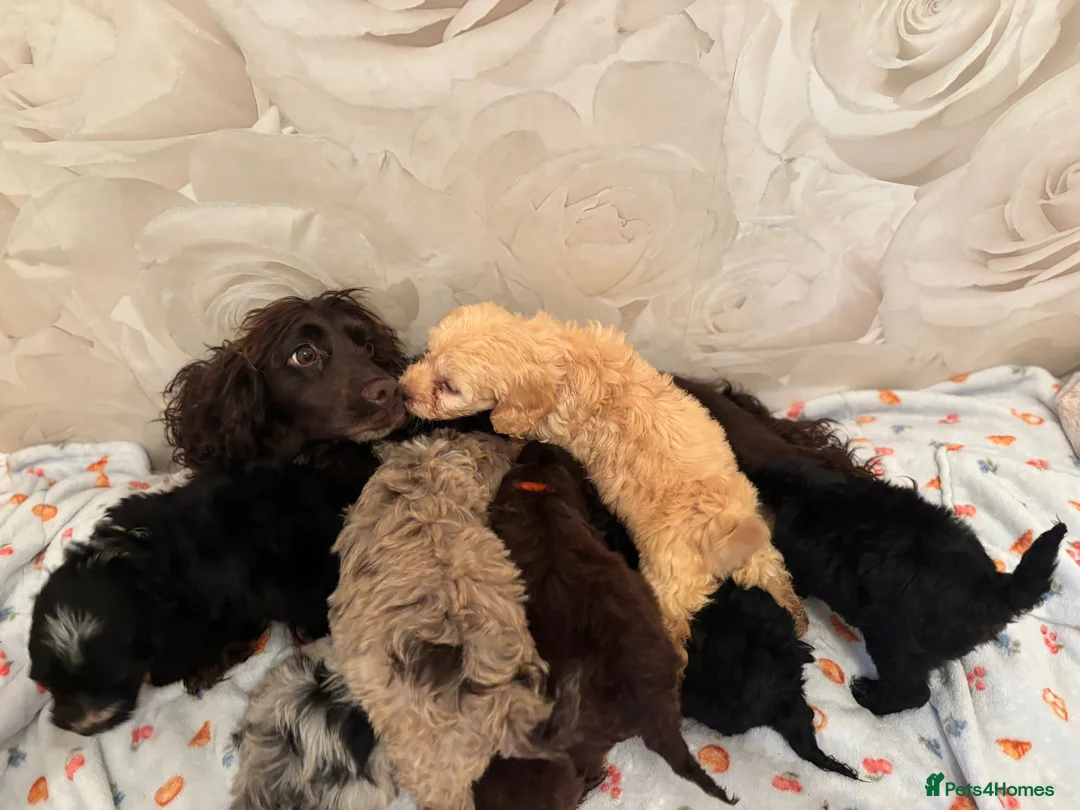 Cockapoo dogs for sale: Beautiful f1 cockapoos rare colours  - Advert 13