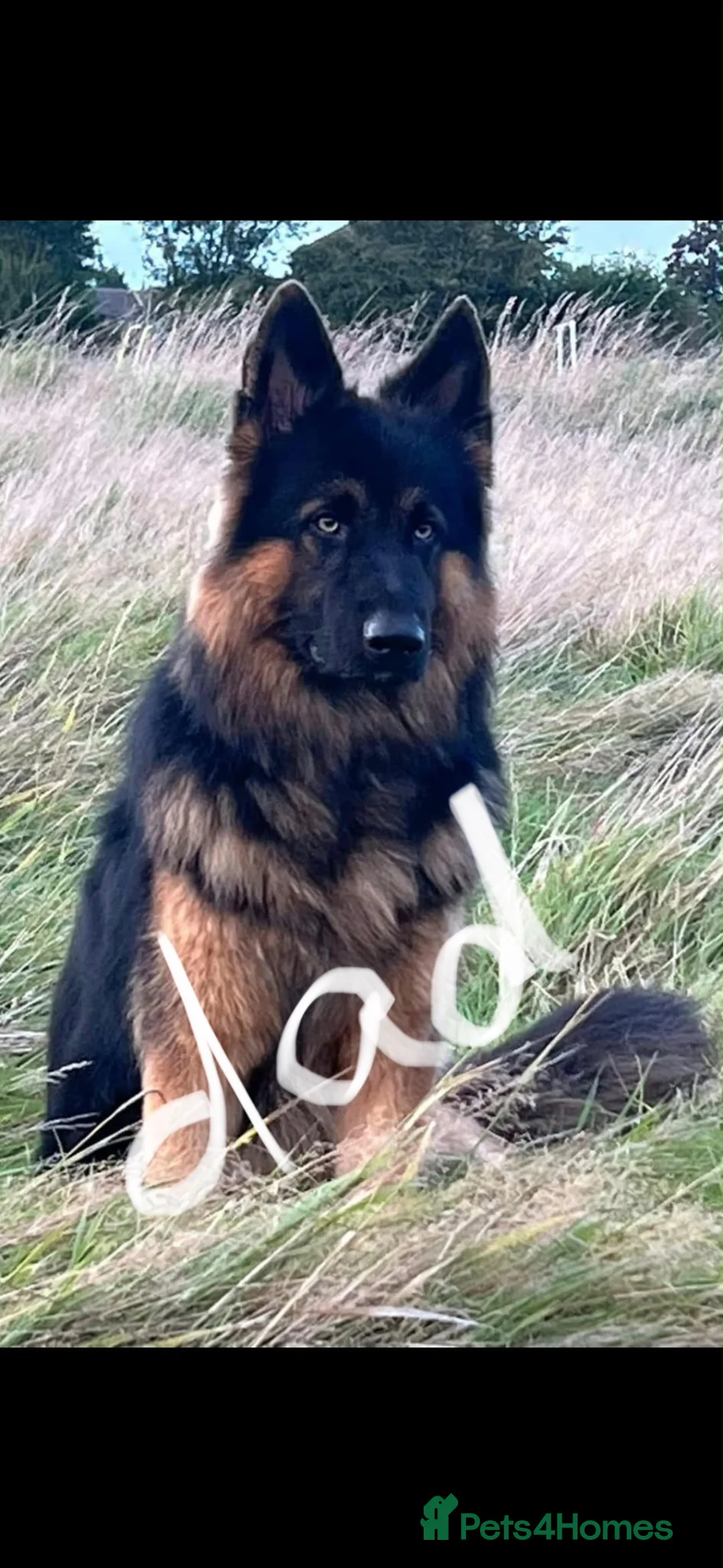 German Shepherd dogs for sale: 2 long haired german shepherd pups for sale - Advert 2