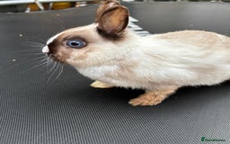 Netherland Dwarf rabbits for sale: Female and male rabbits - Image 6
