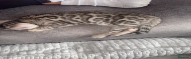 Bengal 1