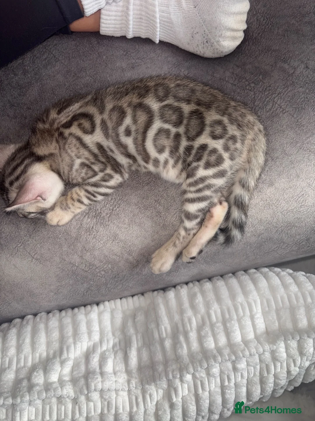Bengal cats for sale: Gorgeous Bengal kittens  in Cambridge - Advert 2