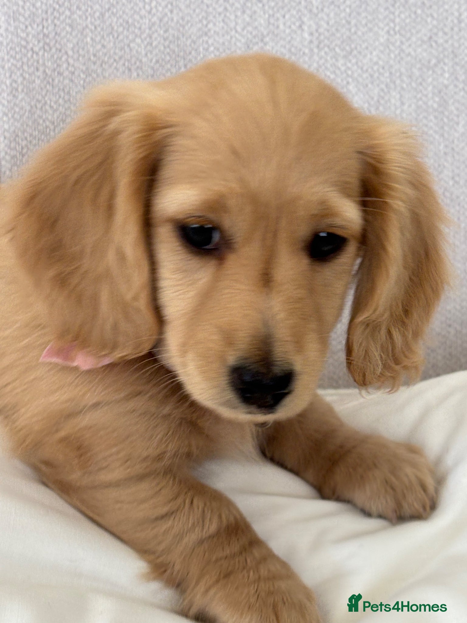 Miniature Dachshund dogs KC Miniature Long Haired English Cream Dachshunds  - Advert 13