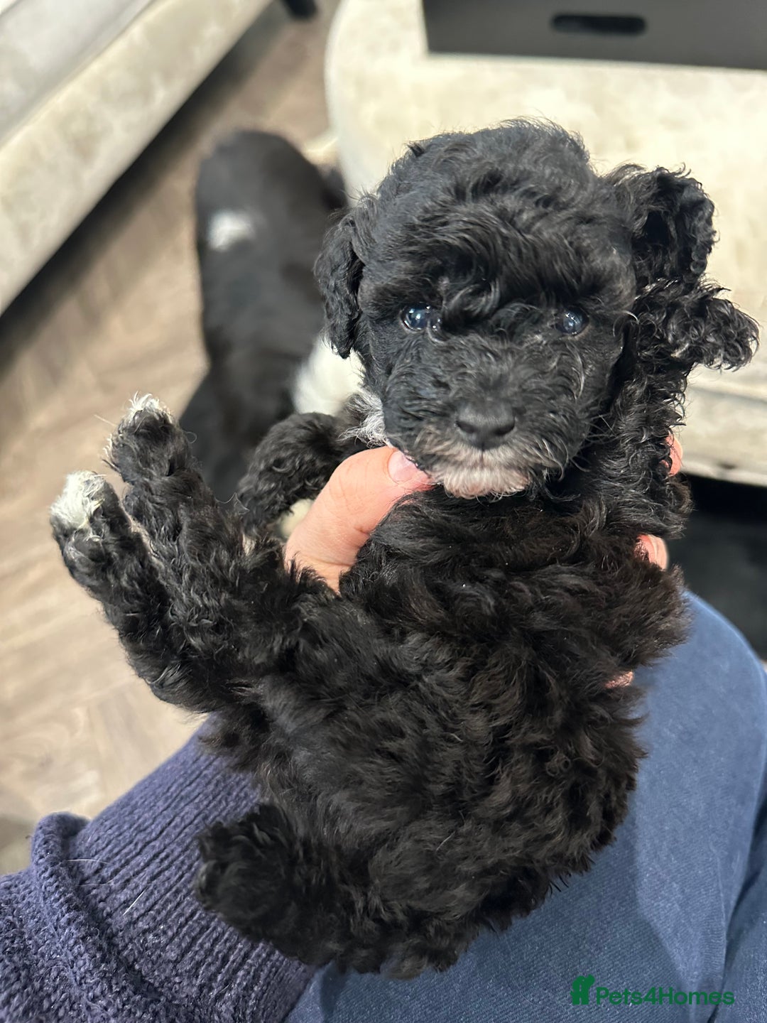 Toy Poodle dogs for sale: Kc Tiny toy poodles DNA 🧬 clear  - Advert 8