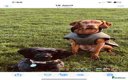 Hungarian Vizsla dogs for sale: Stunning 4 year old male Hungarian Vizsla  - Image 3