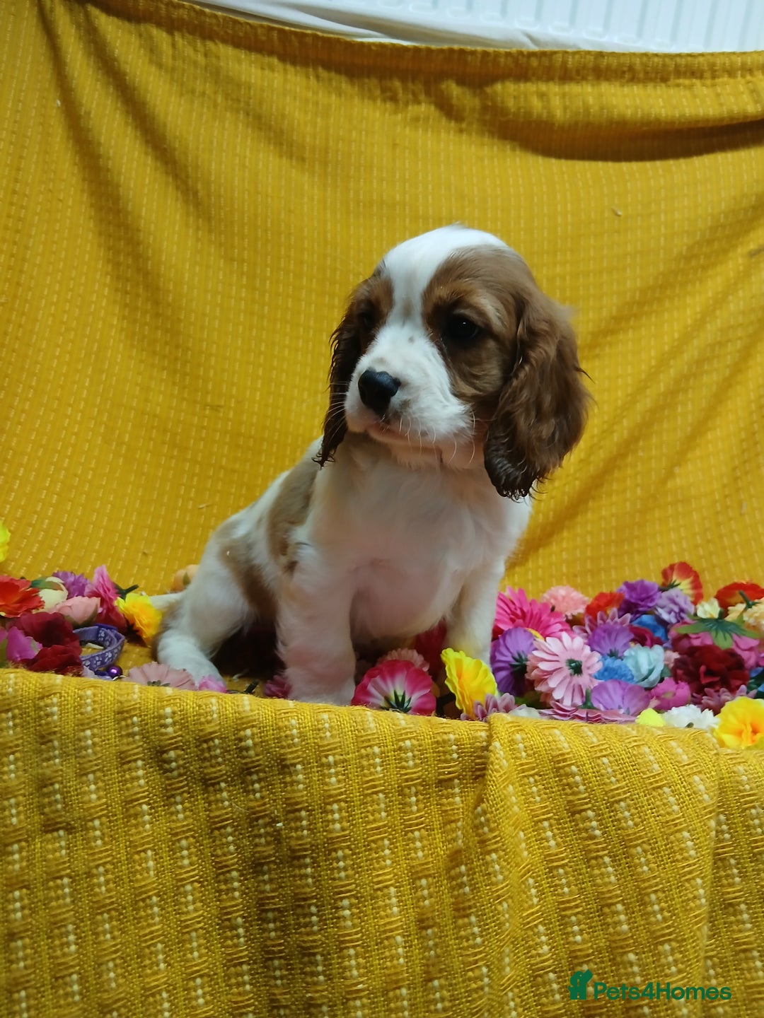 Cavalier King Charles Spaniel Puppies for sale in Llanelli