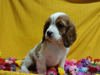 Cavalier King Charles Spaniel dogs - Advert 1