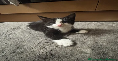 Mixed Breed cats - Advert 11