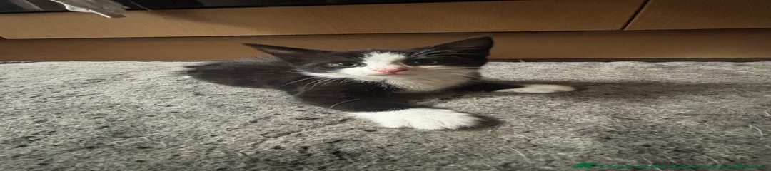 Mixed Breed Kitten 1