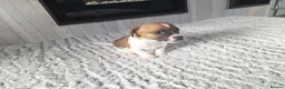 Jack Russell dogs for stud: Handsome Lenny for Stud - Advert 4