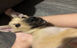 Mixed Breed dogs for sale: Flash - Image 3