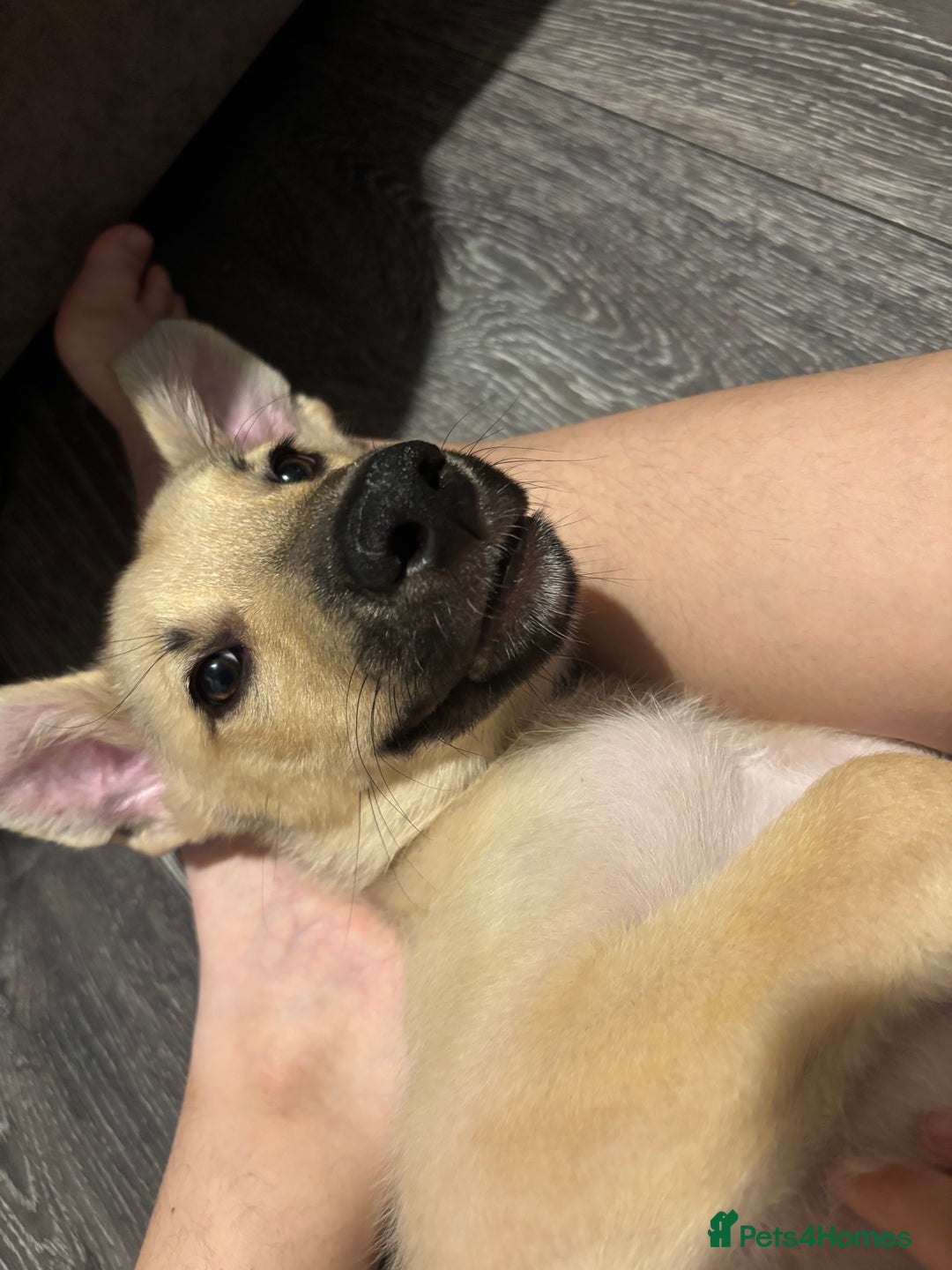 Mixed Breed dogs for sale: Flash - Image 3