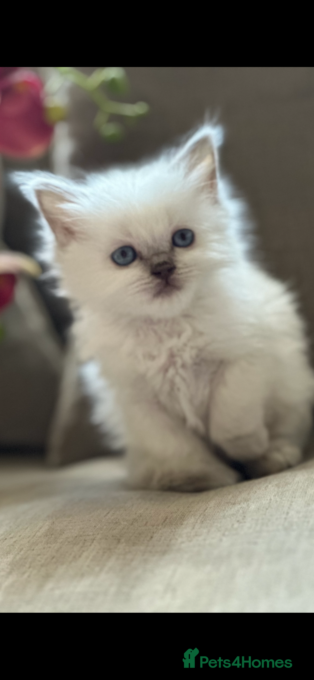 Ragdoll cats for sale: 🎀🦋 Stunning GCCF reg Kittens 🦋🎀 - Advert 13