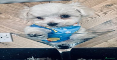 Maltese dogs - Advert 7