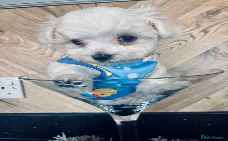 Maltese dogs - Advert 2