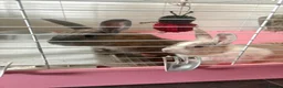 Mixed Breed rabbits for sale: Lovely rabbits looking for a new home 🐰❤️ - Advert 7
