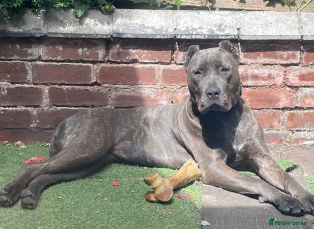 Bandog dogs for sale: Bandog mastiff pups for sale  - Advert 2