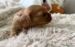 Cavalier King Charles Spaniel dogs for sale: Cavalier King Charles  - Image 17